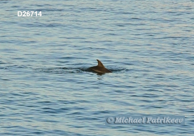 Common Bottlenose Dolphin (Tursiops truncatus)